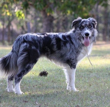 Blue Merle Stud Dog Border Collie 