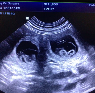 ultrasound puppies