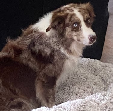 chocolate merle border collie 
