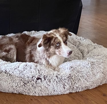chocolate merle border collie 