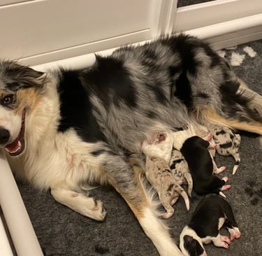 Border Collie Puppies 