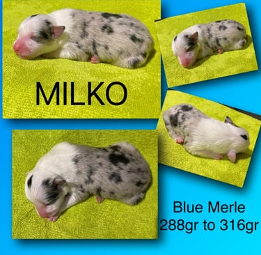 Border Collie Puppy Blue Merle 