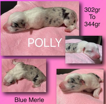 Blue Merle Border Collie 