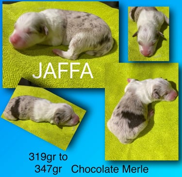 Chocolate Merle Border Collie 