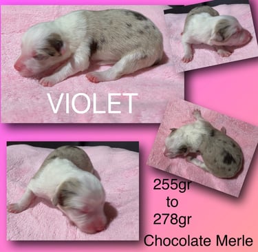 Choclate Merle Border Collie 