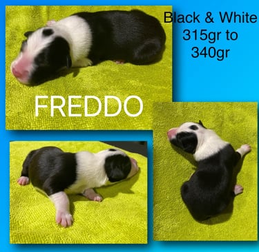 Black and White Border Collie 