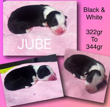 Black and White Border Collie 