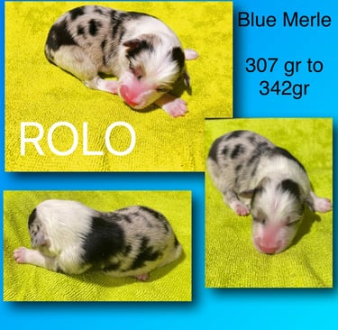 Blue Merle Border Collie 