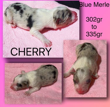 Blue Merle Border Collie 