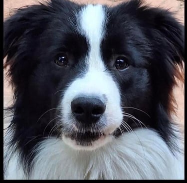  black and white border collie puppy stud dog 