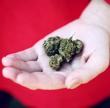 A person holding a handful of cannabis flower buds