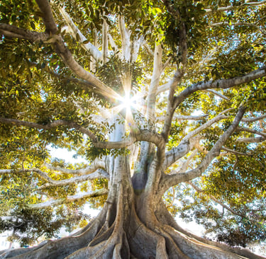 a tree that is growing out of a tree