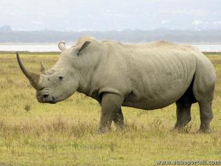 Rhinoceros population in Africa