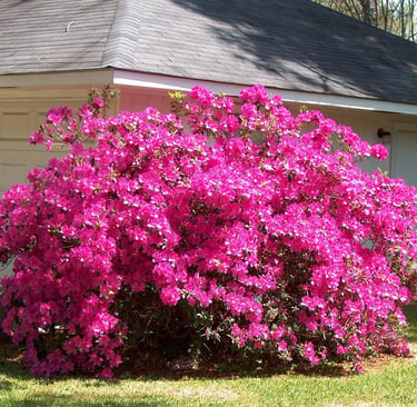 Azaleas