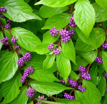 Beautyberry