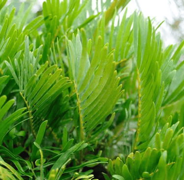 Coontie 