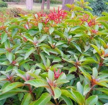 Firebush 
