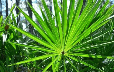 Saw palmetto