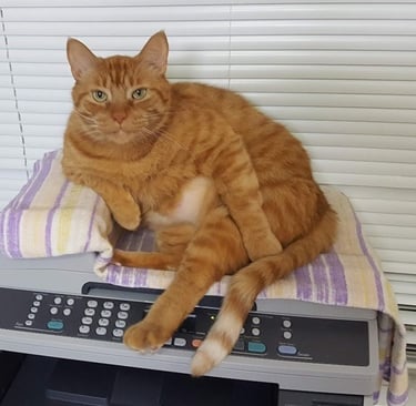 A large, relaxed orange tabby cat sitting comfortably on top of a printer with a towel.