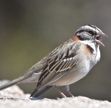 a bird on the ground, chingolo