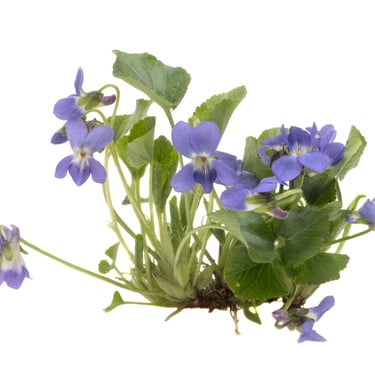 Bloom Plan - Priority Website Management