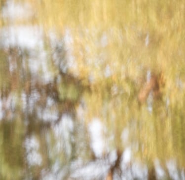 Reflection of autumn leaves on a lake