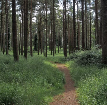 A path through a forest of pine trees