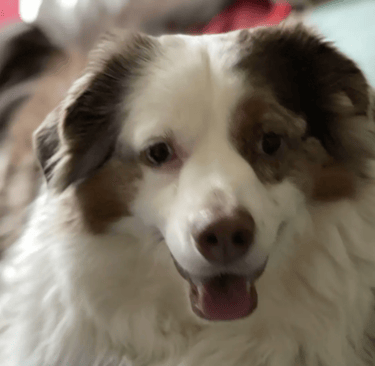 Dogs at Home Away From Home dog boarding services come highly recommended.