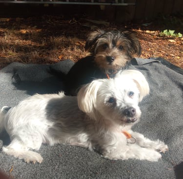 We look forward to looking after your pup at Dogs at Home Away From Home!