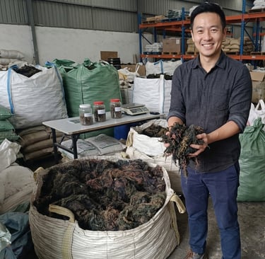 Dried Gracilaria seaweed 15% moisture and 3% impurity for agar-agar, Agriculture and Cosmetics