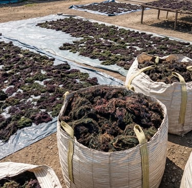 Dried Gracilaria seaweed 15% moisture and 3% impurity for agar-agar, Agriculture and Cosmetics