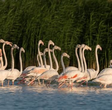 Al Marmoom and Al Qudra Lakes 