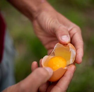 yellow yolk organic pastured egg