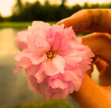 Pink Flower in Hand