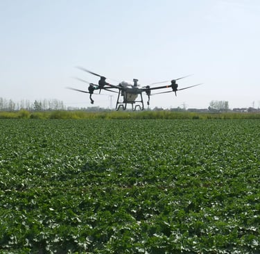 drone spraying fungicide on potatoes