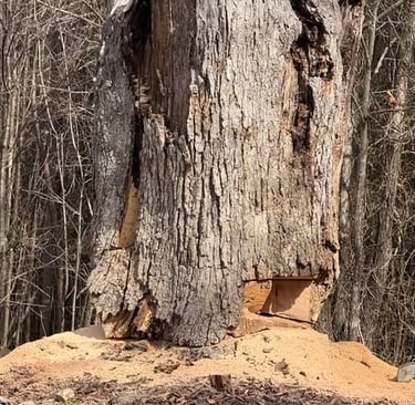 Stump removed for Johnnie Tayloe