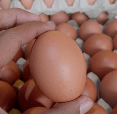 Eggs have been a staple in human diets for centuries, admired for their unbeatable nutrition and cul