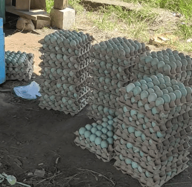 the fresh duck egg from free range farming in rice landfill. 