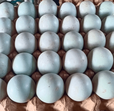 premium duck eggs, fresh table duck eggs, salted duck egg supllier, quality duck egg distributor