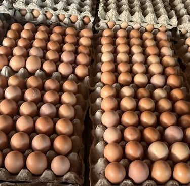 hen eggs, hen egg yolk so vibrant. yolk eggs of table egg