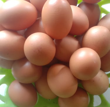 brown chicken eggs, brown chicken egg, egg shell brown