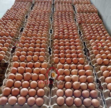 fresh table egg supplier and distributor for global eggs market