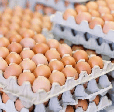 table egg, fresh table eggs for global supply, egg shell market demand supplier and distributor