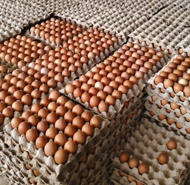 Fresh Table Eggs for Global Supplier