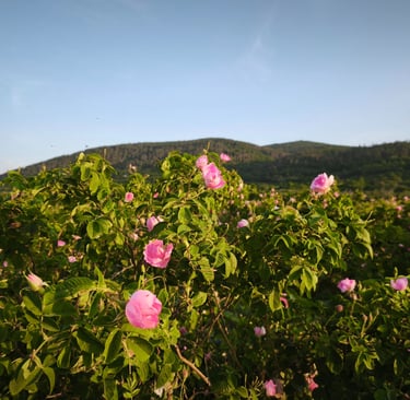Blooming Rosa Damascena rose fields in Bulgaria’s Rose Valley, source of premium Bulgarian rose oil and hydrosol, harvested f