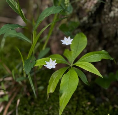 Two small white starflowers blooming above bright green pointed leaves on a mossy forest floor.
