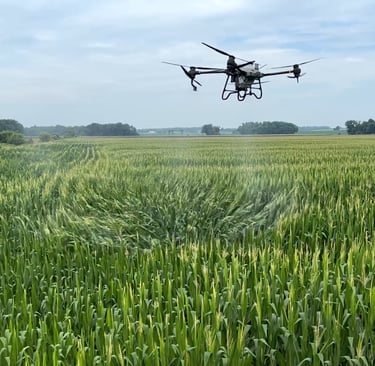 Spraying Fungicide on Corn with Drone