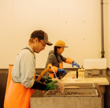 Maria og Ulrik som håndterer fersk fisk innendørs, arbeid i produksjonsrom med forklær og hansker.