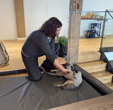 Svenja behandelt Pudeldame Paula.