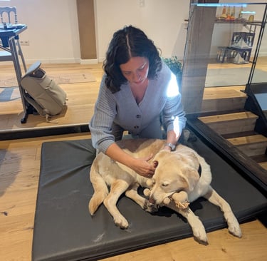 Svenja massiert Labrador Pelle